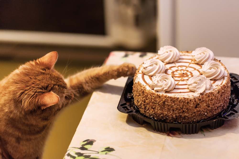 Gemberkat die voor cake op aanrecht reikt