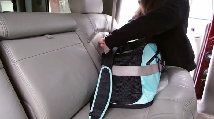 Kat vastbinden in auto