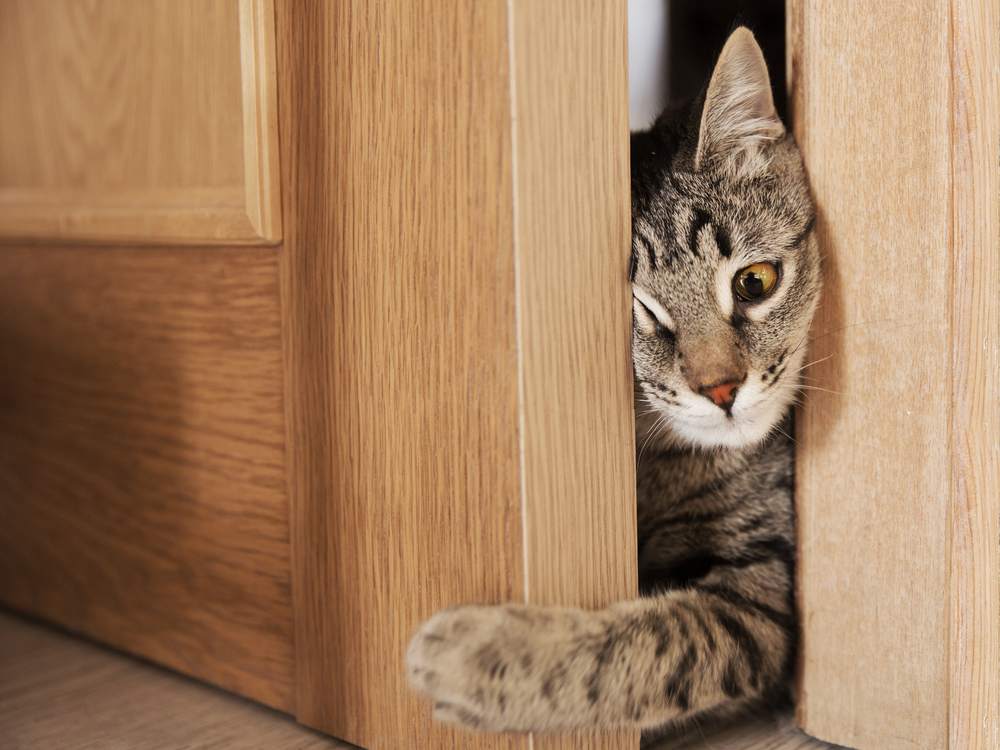Grijze kat die door de deur naar binnen probeert te klimmen