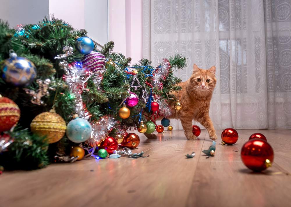 Fout van de huiskat - gevallen kerstboom