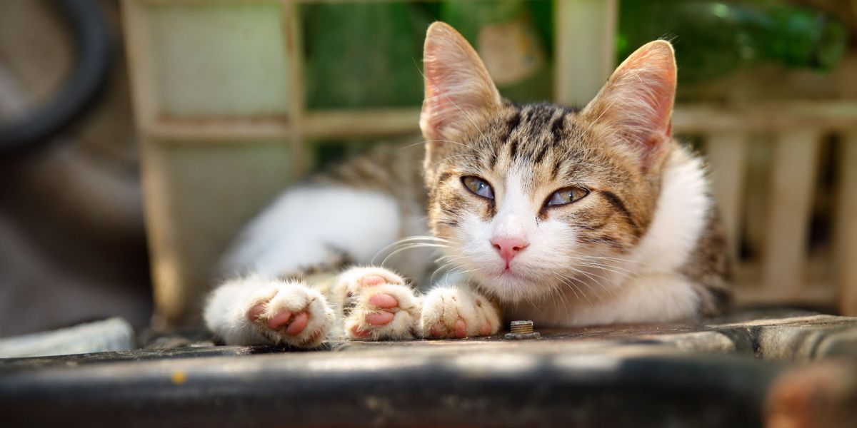 Kersenoog bij katten: Kat toont zijn derde ooglid