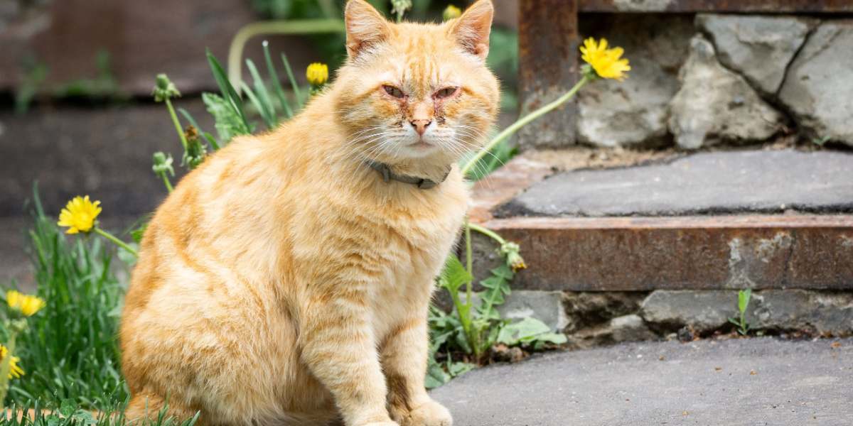 Famciclovir voor katten: Een rode kat met conjunctivitis, een aandoening waarbij zijn ogen rood en ontstoken lijken, vaak vergezeld van afscheiding of ongemak