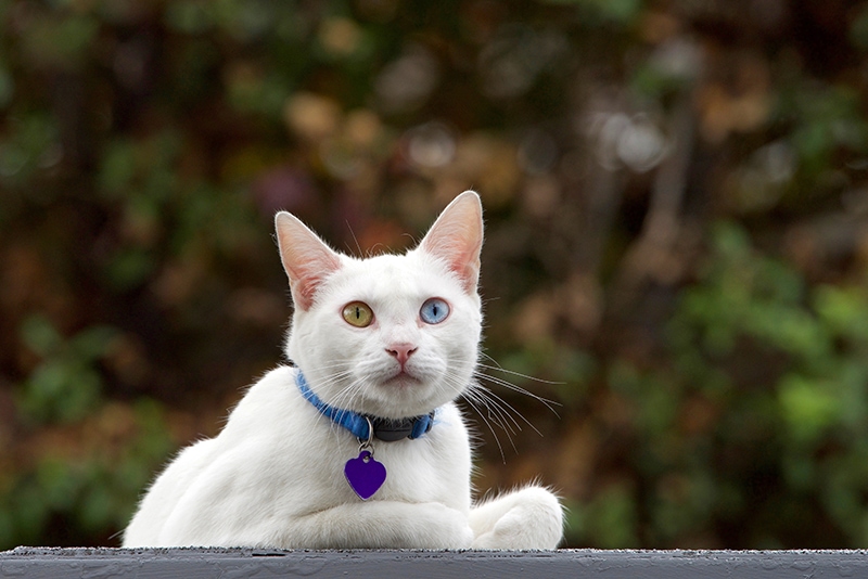 Heterochromatische witte kat die blauwe kraag met identificatiemarkering draagt