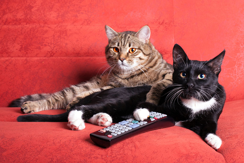 Twee katten met afstandsbediening die op TV letten