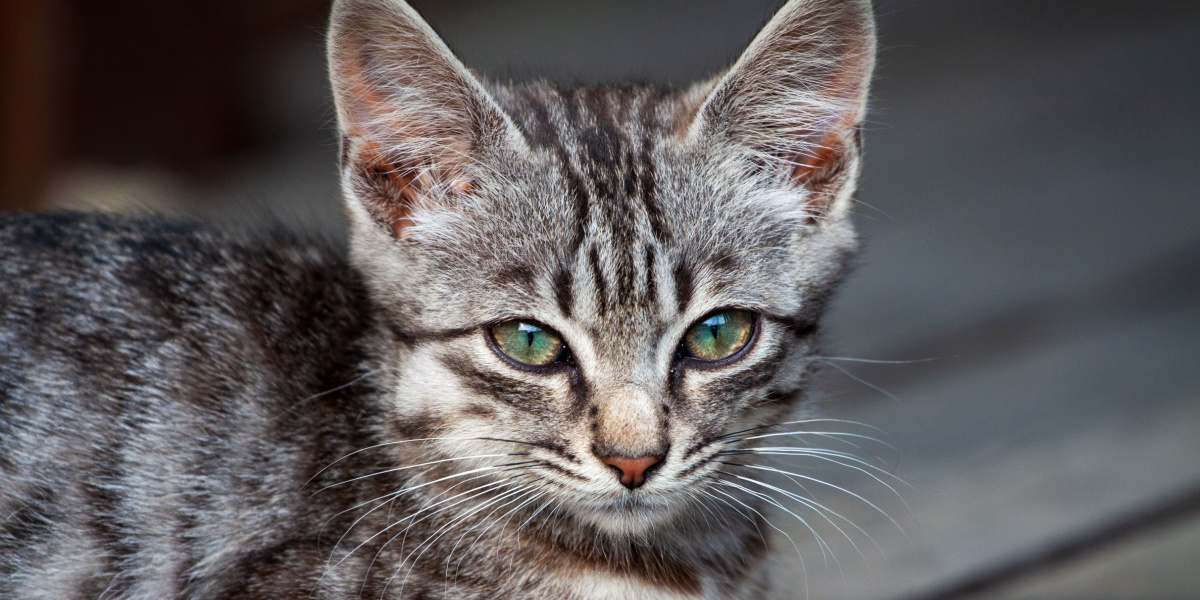 Lipoom bij katten: close-upbeeld van een ziek zwerfkatje met een merkbare tumor op zijn hoofd