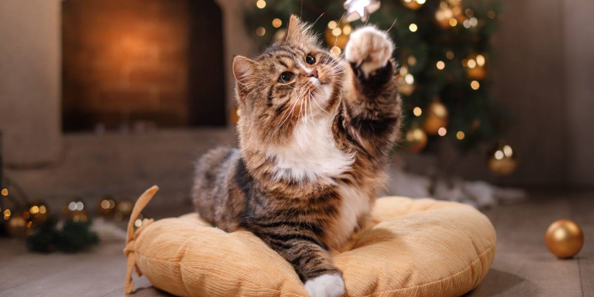 Cyperse kat die Kerstmisdecor speelt